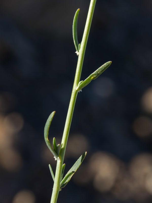 Reseda complicata.04