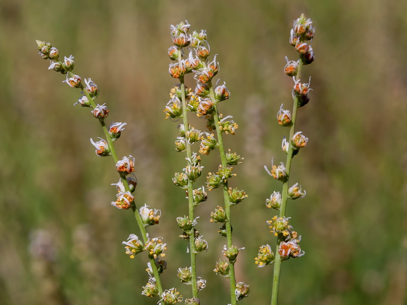 Reseda complicata.05