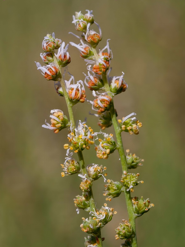 Reseda complicata.06