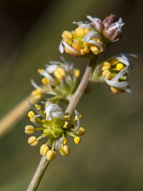 Reseda complicata.07
