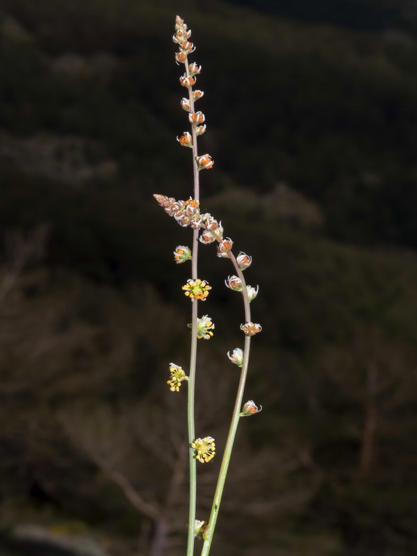 Reseda complicata.09