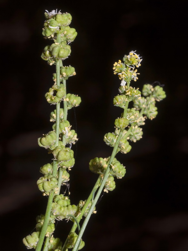 Reseda complicata.10
