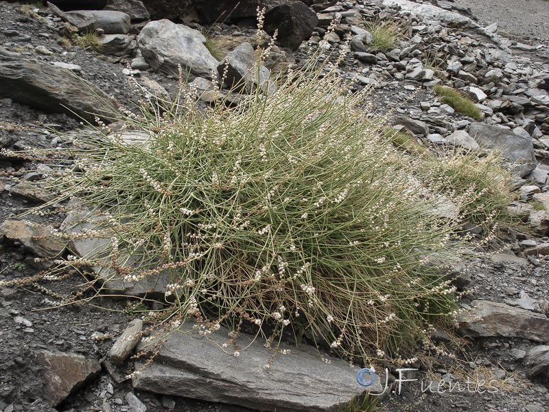 Reseda complicata.11
