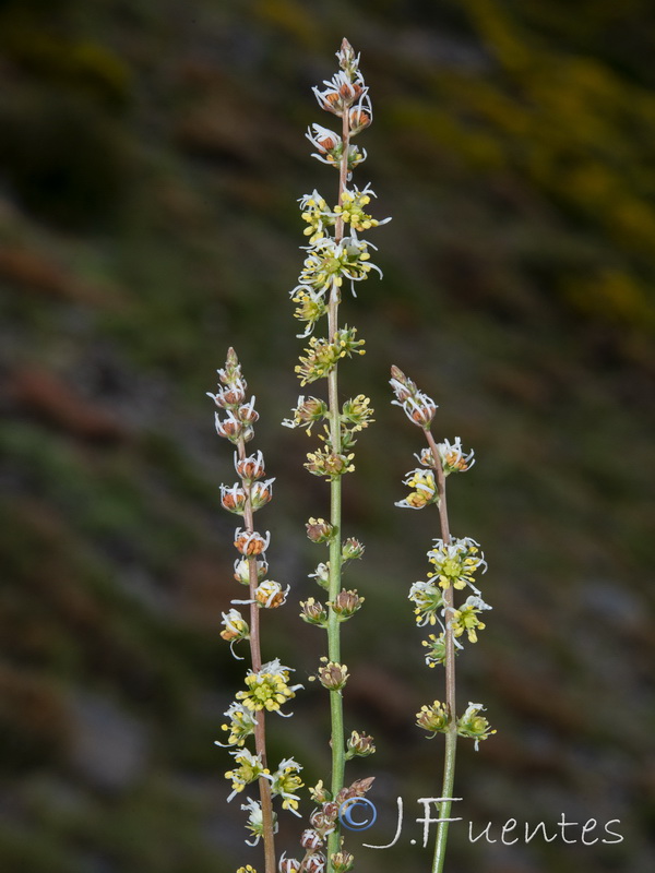 Reseda complicata.20