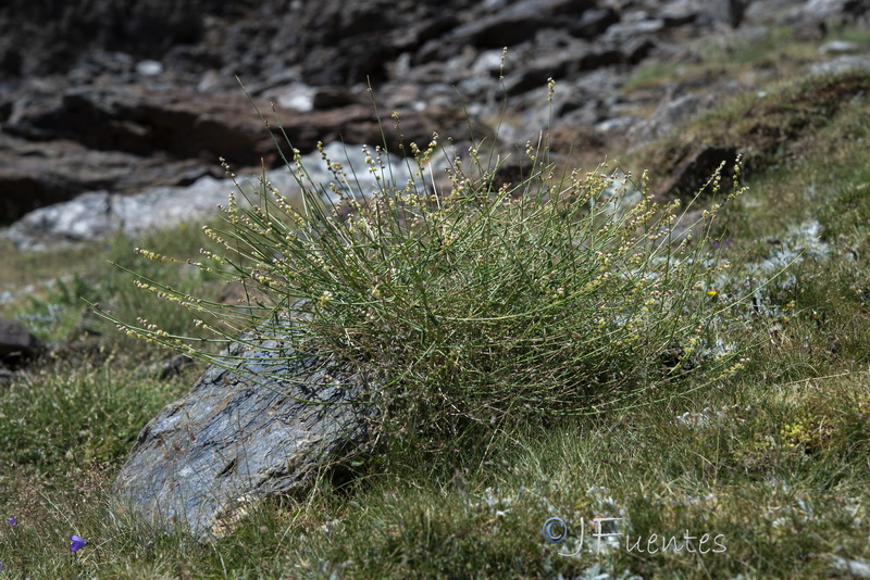 Reseda complicata.22