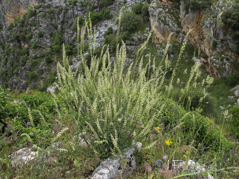 Reseda gayanai.01
