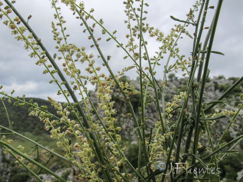 Reseda gayanai.02