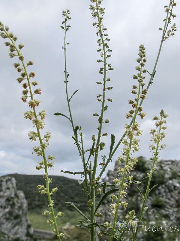 Reseda gayanai.03