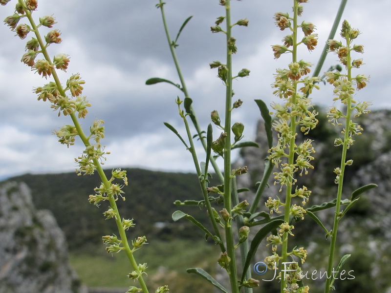 Reseda gayanai.04