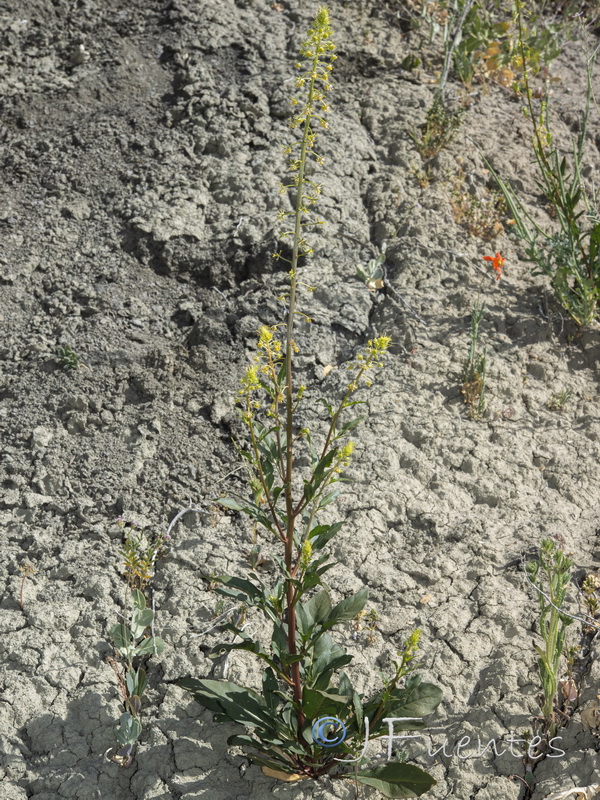 Reseda lanceolata constricta.01