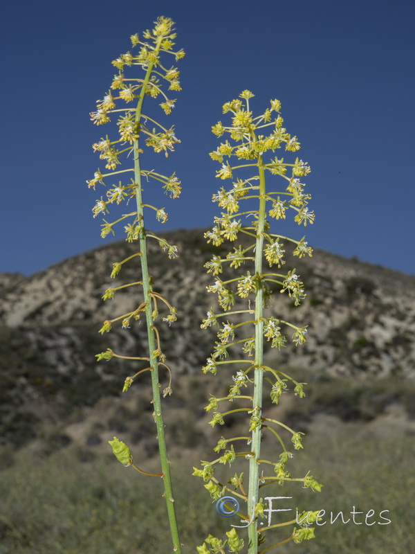 Reseda lanceolata constricta.02