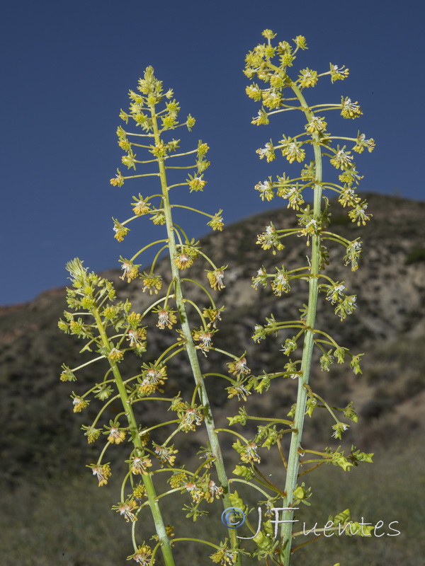 Reseda lanceolata constricta.03