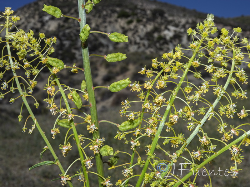 Reseda lanceolata constricta.04