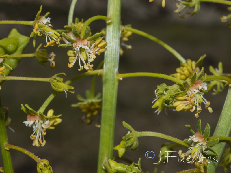 Reseda lanceolata constricta.05