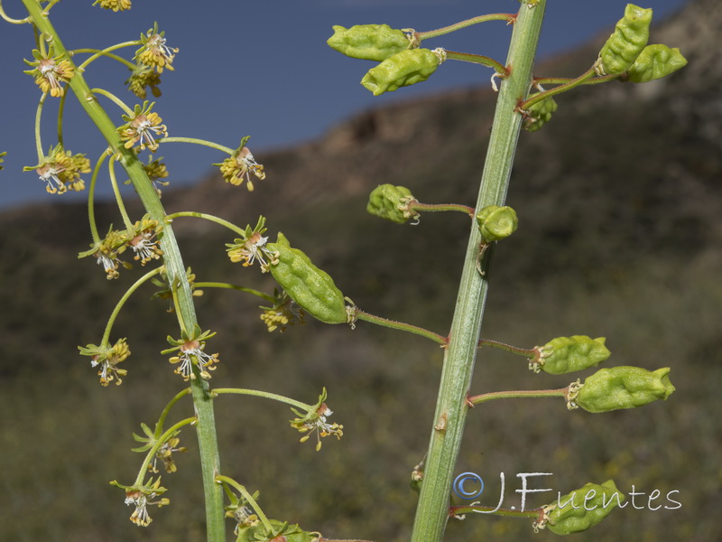 Reseda lanceolata constricta.06