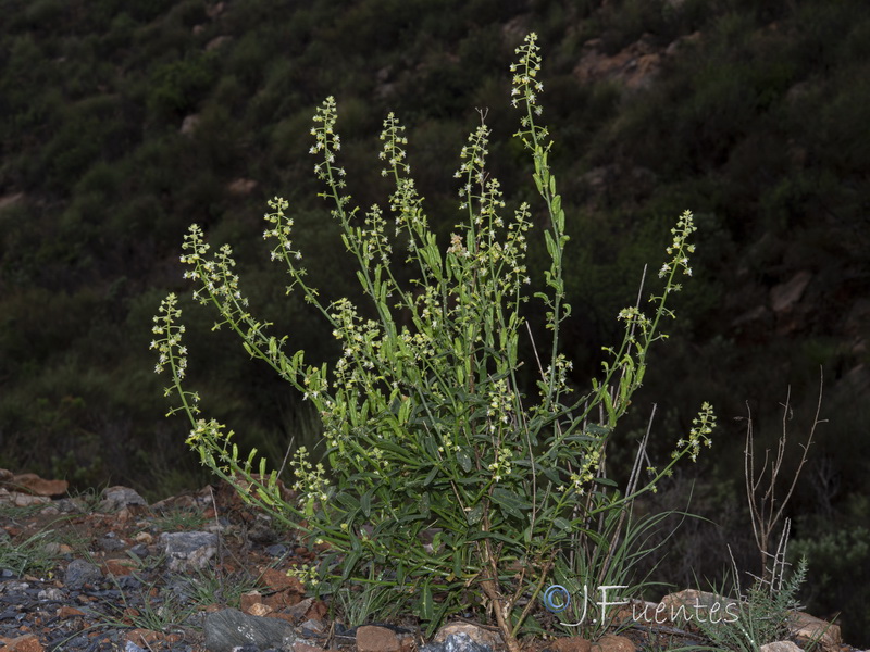 Reseda lanceolata constricta.07