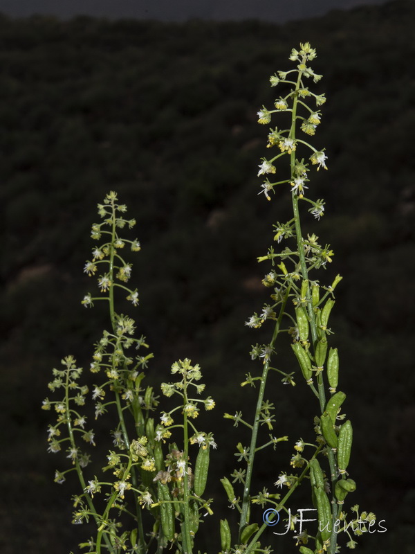 Reseda lanceolata constricta.08