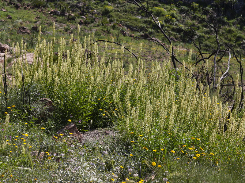 Reseda lanceolata lanceolata.01
