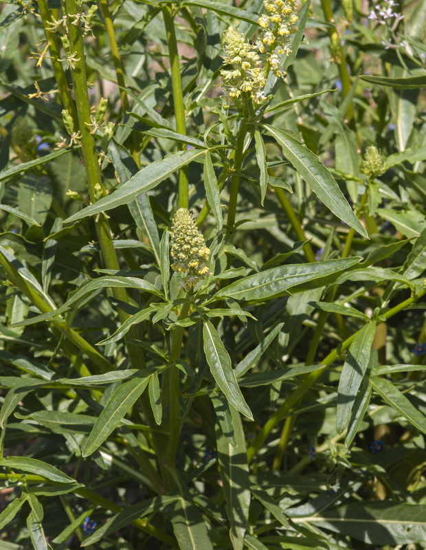 Reseda lanceolata lanceolata.04