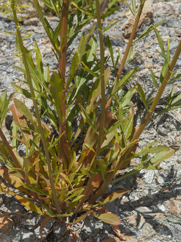 Reseda lanceolata lanceolata.05
