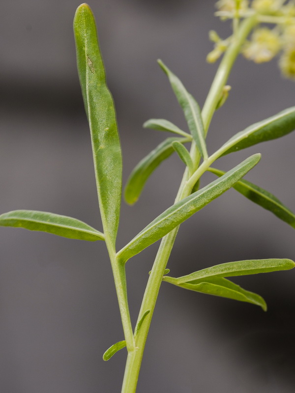 Reseda lanceolata lanceolata.11