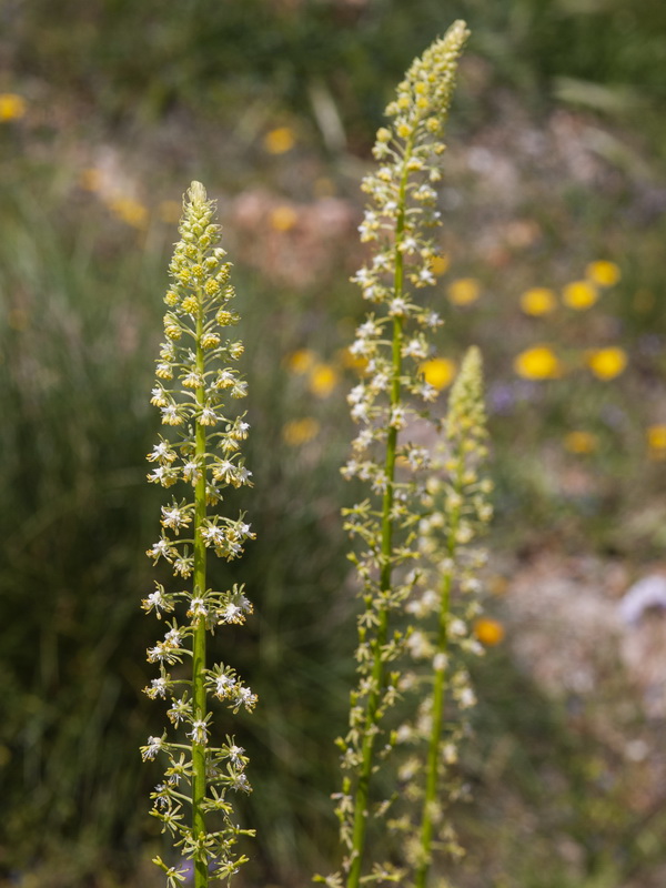 Reseda lanceolata lanceolata.13