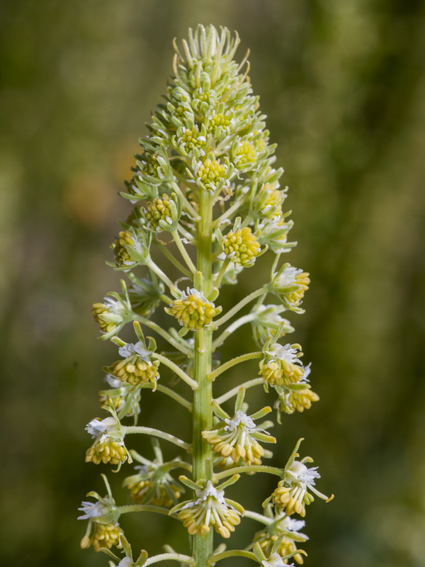Reseda lanceolata lanceolata.15
