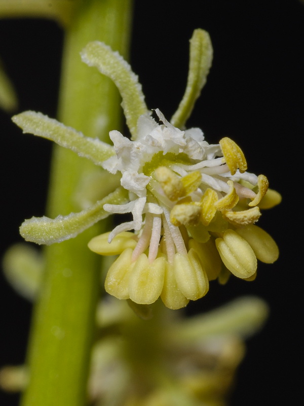 Reseda lanceolata lanceolata.21
