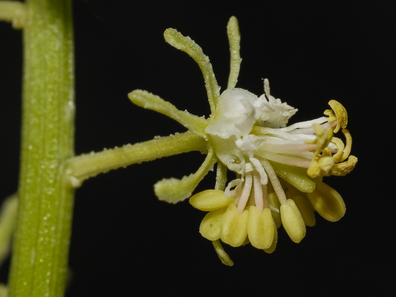 Reseda lanceolata lanceolata.22