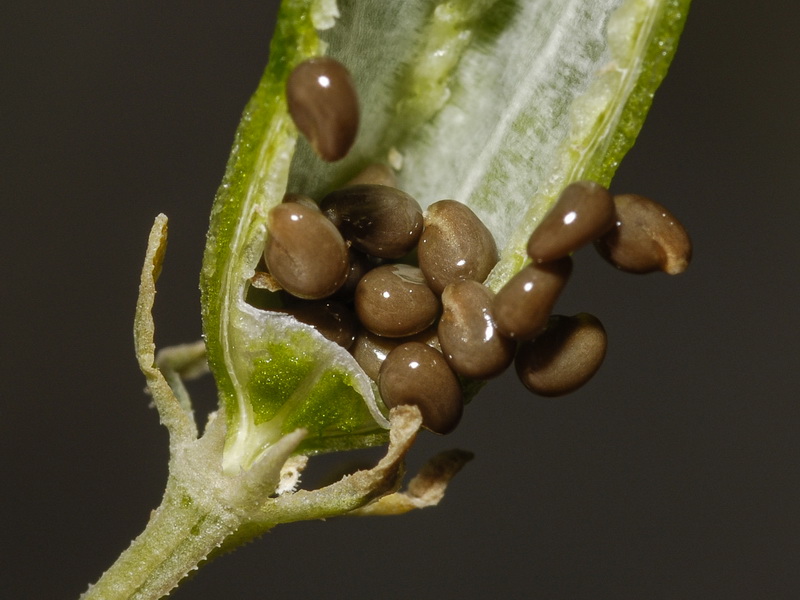 Reseda lanceolata lanceolata.27
