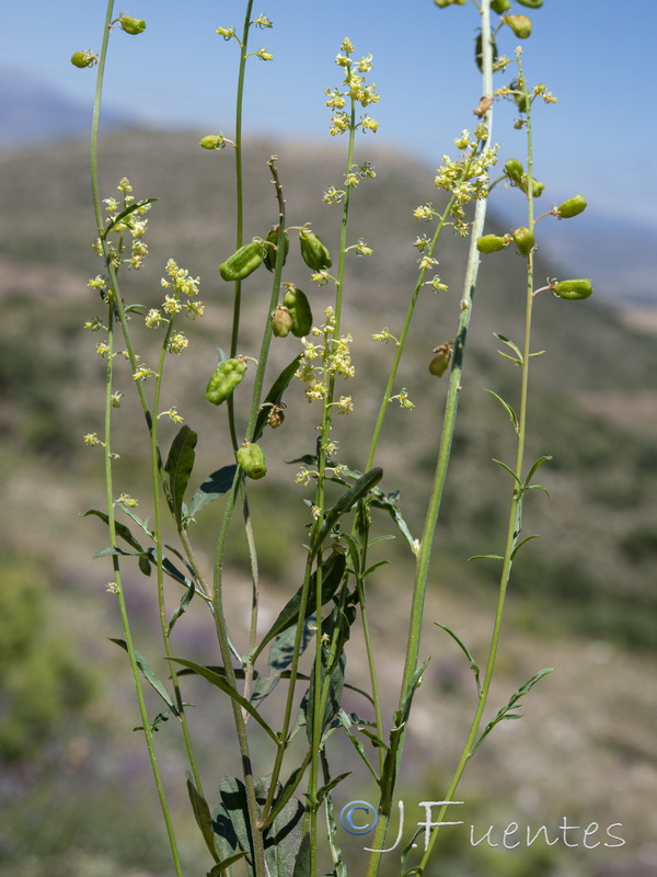 Reseda lanceolata lanceolata.29