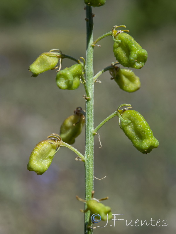 Reseda lanceolata lanceolata.26