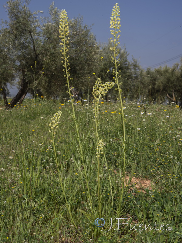 Reseda lutea lutea.01