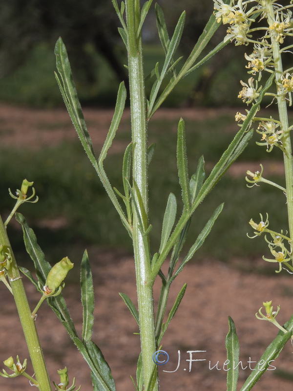 Reseda lutea lutea.03