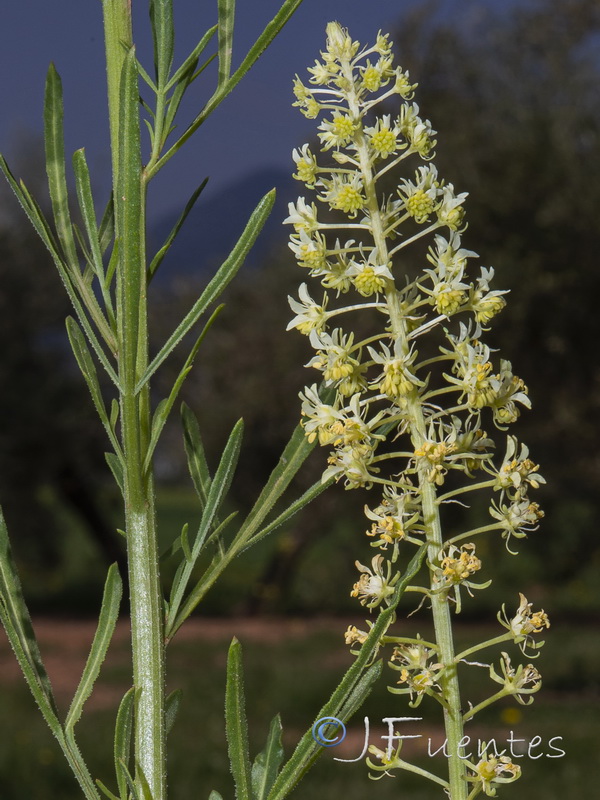 Reseda lutea lutea.04