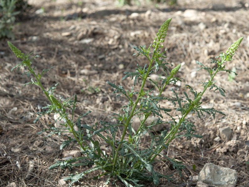 Reseda lutea lutea.06