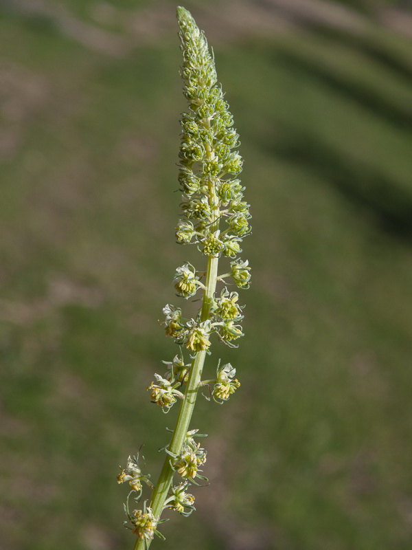 Reseda lutea lutea.08