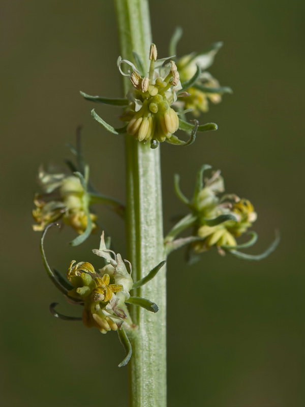 Reseda lutea lutea.10