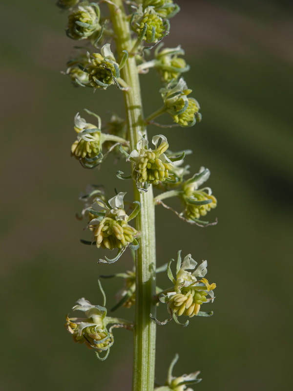 Reseda lutea lutea.12