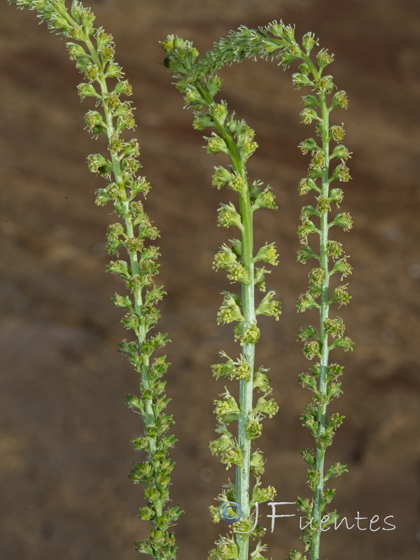 Reseda luteola.01