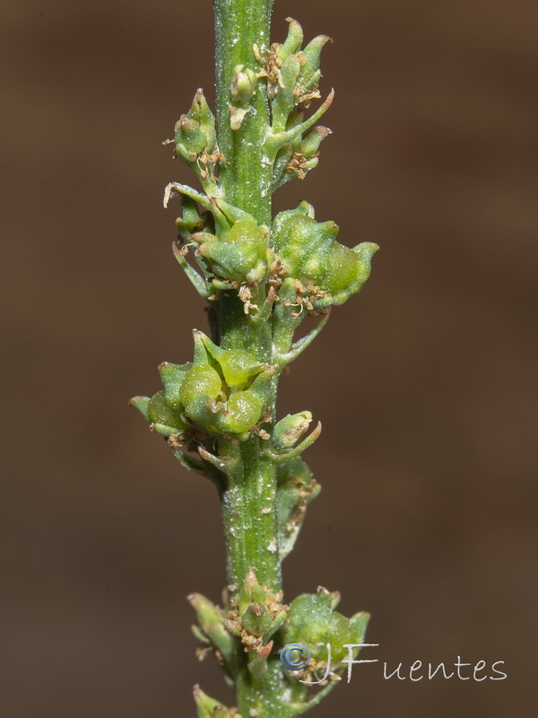 Reseda luteola.06