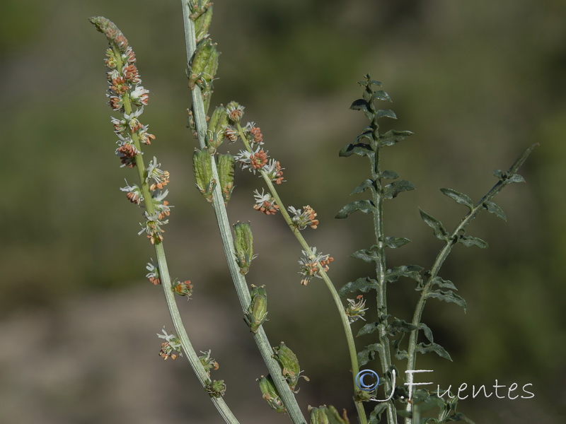 Reseda paui paui.01