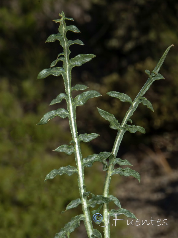 Reseda paui paui.02