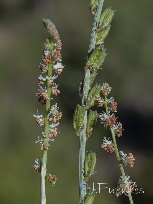 Reseda paui paui.03