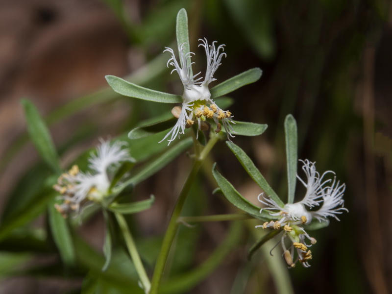 Reseda phyteuma.05