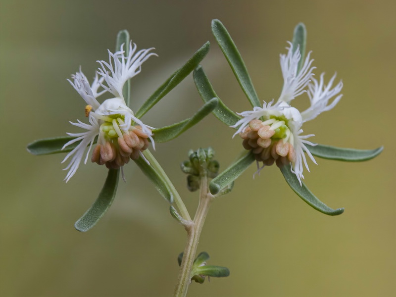 Reseda phyteuma.07