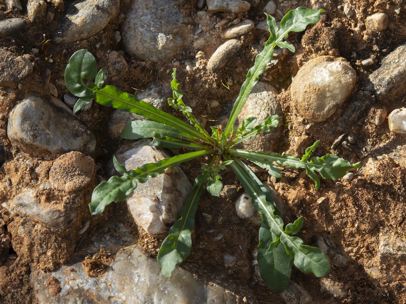 Reseda phyteuma.28