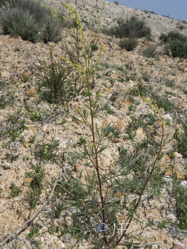 Reseda stricta.01
