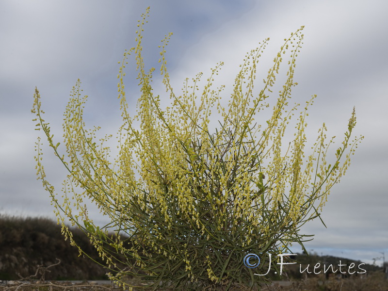 Reseda stricta.03