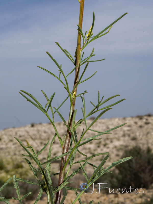 Reseda stricta.04